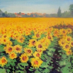 Sunflowers, Provence