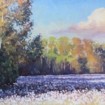 Cotton