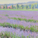 Lavender Field, Provence